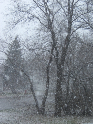 The year's first snowfall.